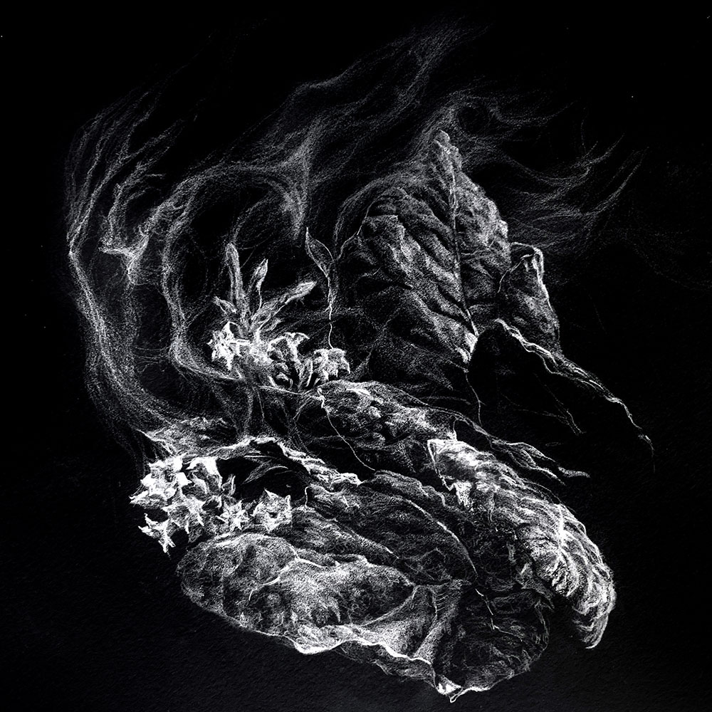 An inverted white on black line drawing of a tobacco plant.