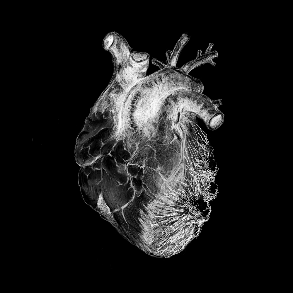 Inverted black and white pencil sketch of a human heart.