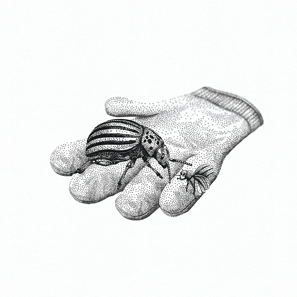 Pointillism illustration of a gardening glove with a large beetle in its palm.